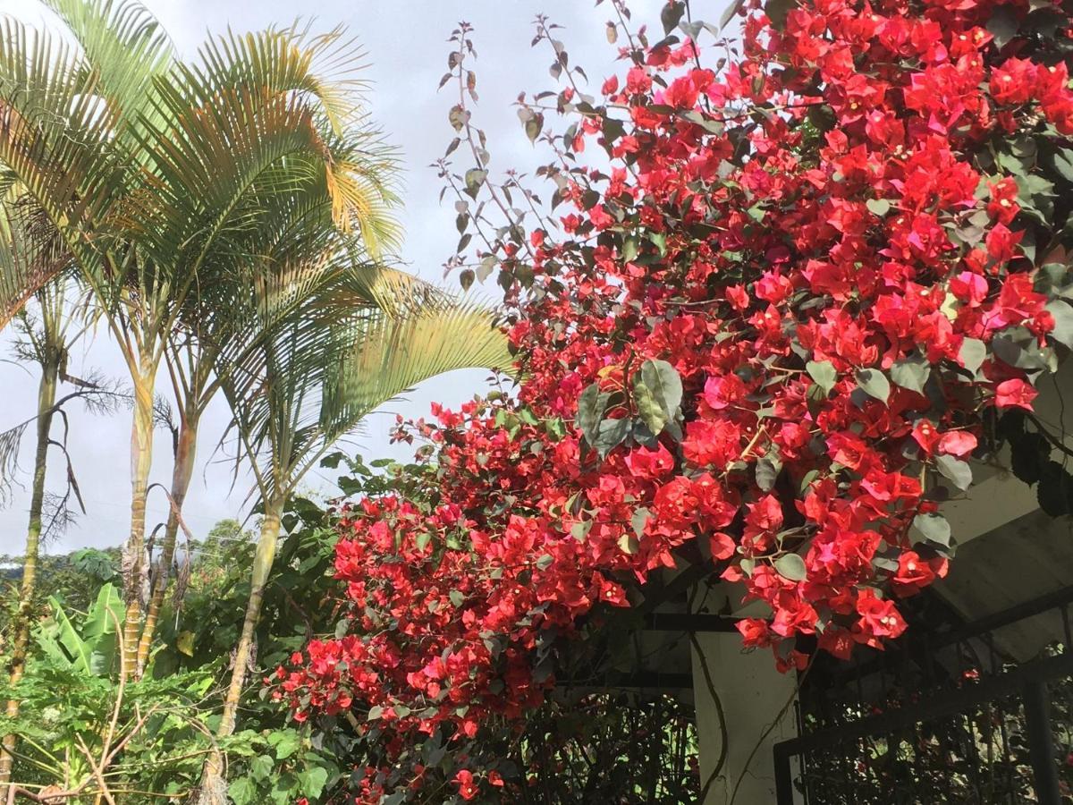 Finca Flora Del Rio, Habitacion Las Orquideas Pijao ภายนอก รูปภาพ